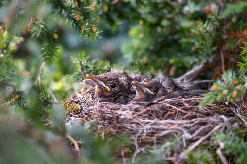 nesten-vogels-hagen-nestgelegenheid-haagplanten-soorten